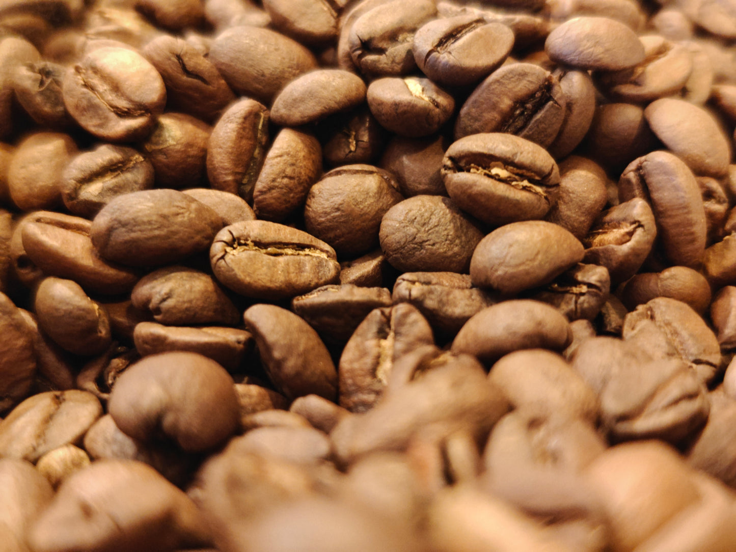 פולי קפה בקלייה בינונית